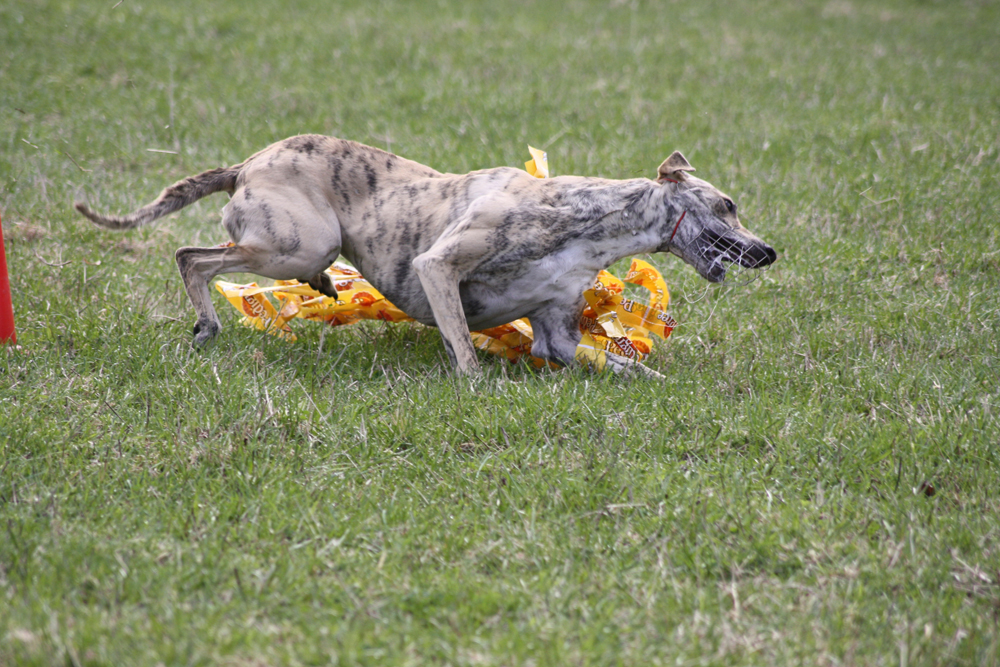 Mijano's Nòri Dàrda Utàn