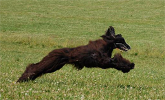 Jagannatha's Nattfaradis